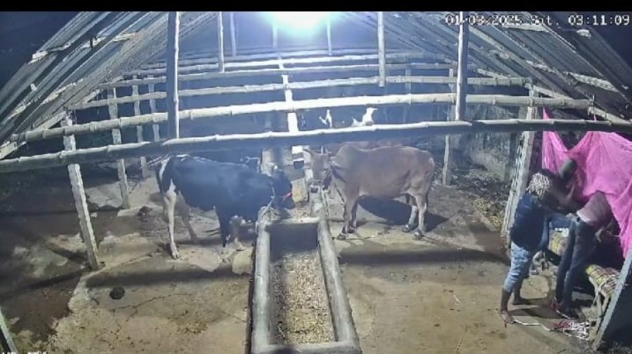 কর্মচারীদের হাত-পা বেঁধে ৫ গরু চুরি, ভিডিও আলোচনায়